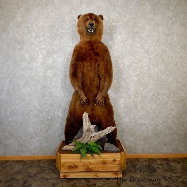 Brown Bear Life-Size Mount For Sale #19573 @ The Taxidermy Store