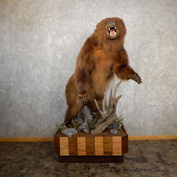 Brown Bear Life-Size Mount For Sale #19643 @ The Taxidermy Store
