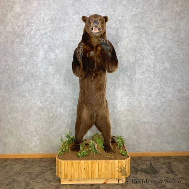 Brown Bear Life-Size Mount For Sale #23303 @ The Taxidermy Store