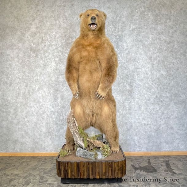 Brown Bear Life-Size Mount For Sale #25322 @ The Taxidermy Store