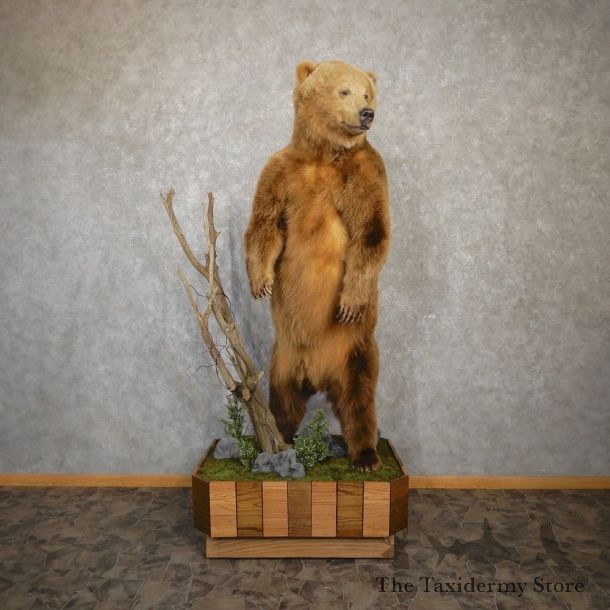 Brown Bear Life-Size Mount For Sale #20204 @ The Taxidermy Store