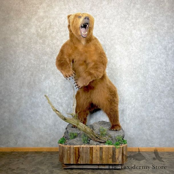 Brown Bear Life-Size Mount For Sale #24656 @ The Taxidermy Store