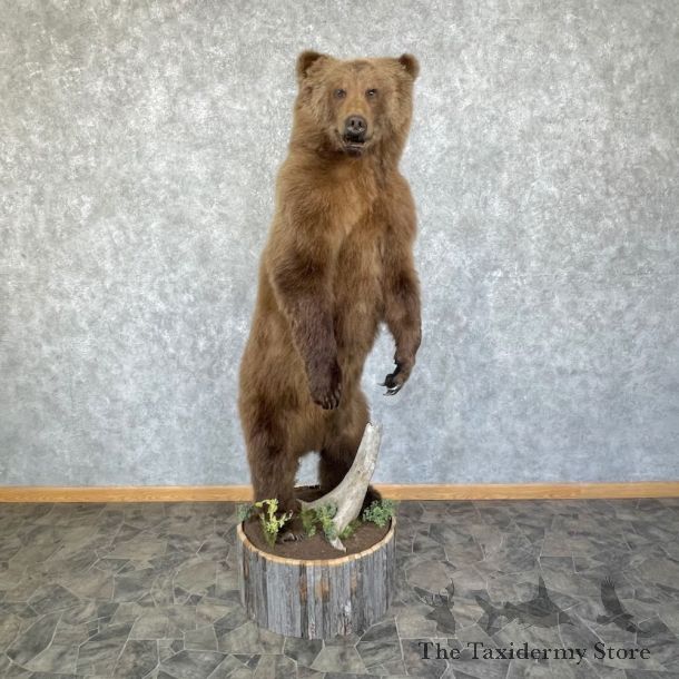 Brown Bear Life Size Mount For Sale #25861 @ The Taxidermy Store