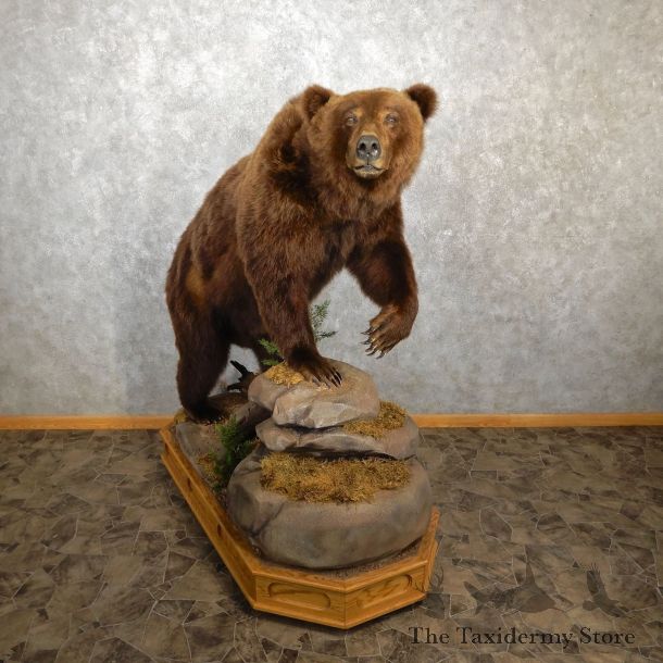 Brown Bear Life Size Taxidermy Mount For Sale #19439 @ The Taxidermy Store