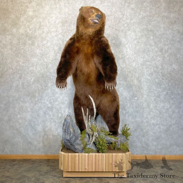 Brown Bear Life Size Taxidermy Mount For Sale #24123 @ The Taxidermy Store