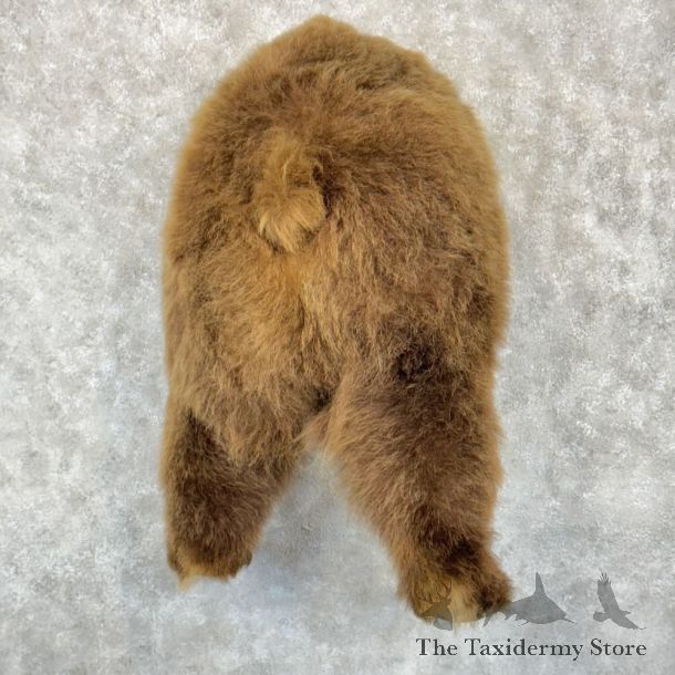 Grizzly Bear Rear Mount For Sale #15239 @ The Taxidermy Store