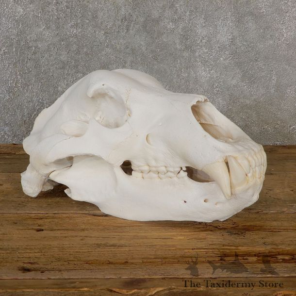 Brown Bear Skull Mount For Sale #19267 @ The Taxidermy Store