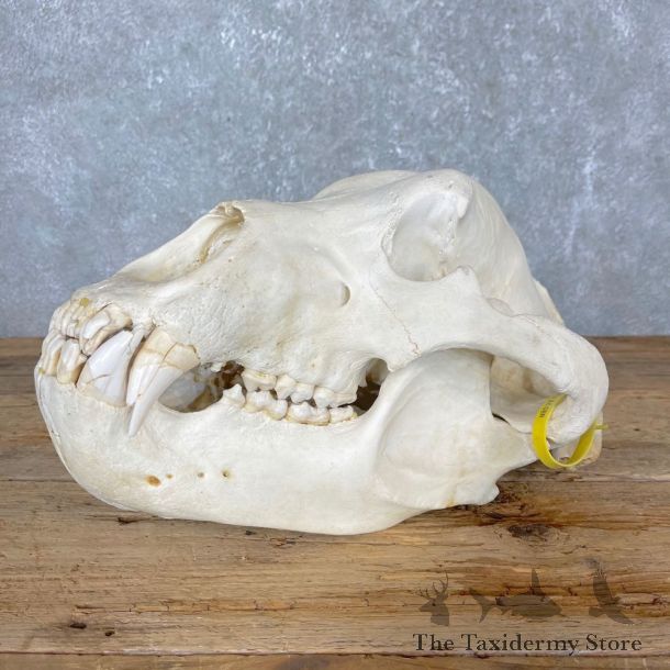 Brown Bear Skull Mount For Sale #24408 @ The Taxidermy Store