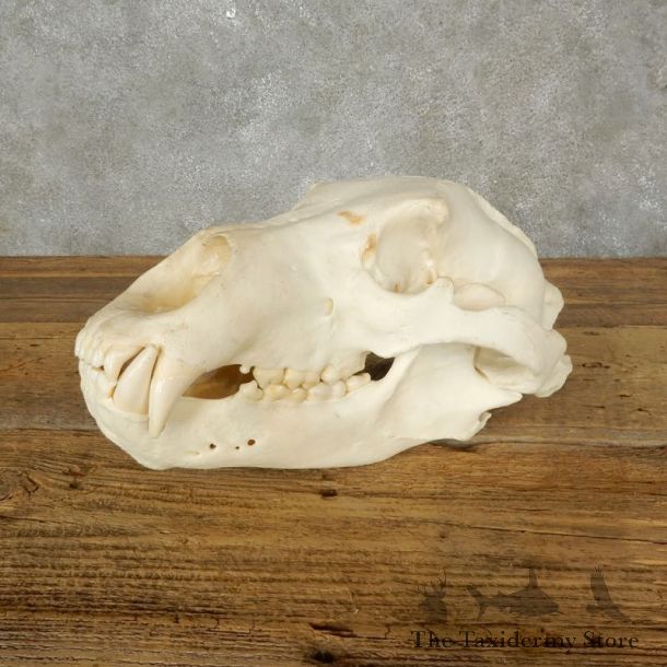 Brown Bear Skull Mount For Sale #17485 @ The Taxidermy Store