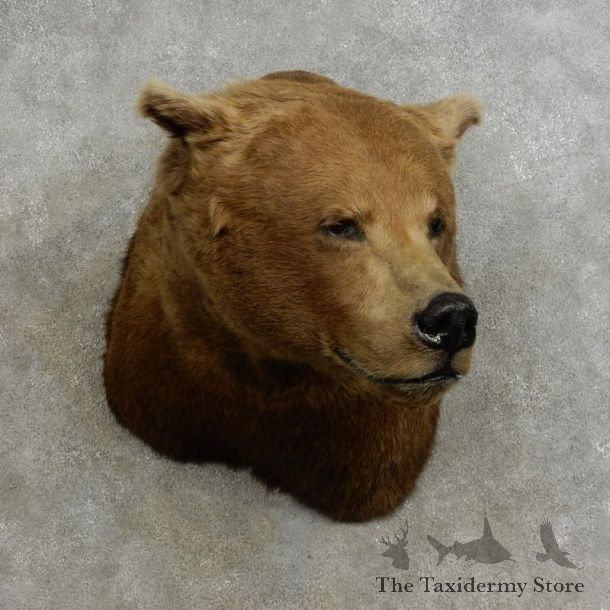 Brown Bear Shoulder Mount For Sale #17241 @ The Taxidermy Store