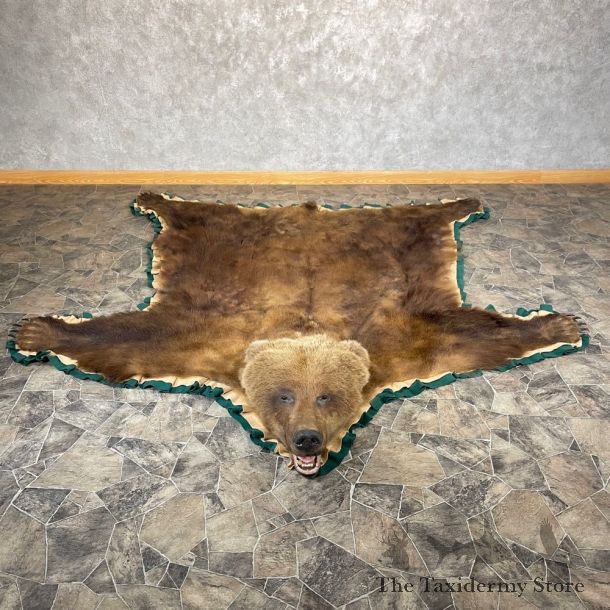 Brown Bear Taxidermy Rug Mount For Sale #24687 @ The Taxidermy Store