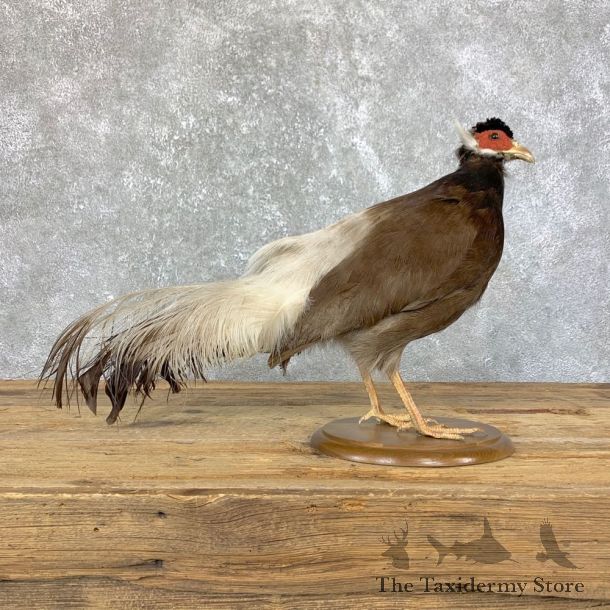 Brown Eared Pheasant Life Size Taxidermy Mount #23910 For Sale @ The Taxidermy Store