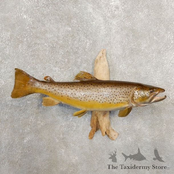 Brown Trout Fish Mount For Sale #20579 @ The Taxidermy Store