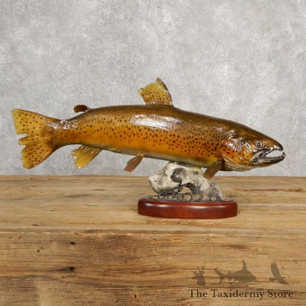 Brown Trout Fish Mount For Sale #20616 @ The Taxidermy Store