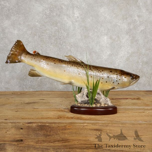 Brown Trout Fish Mount For Sale #20618 @ The Taxidermy Store