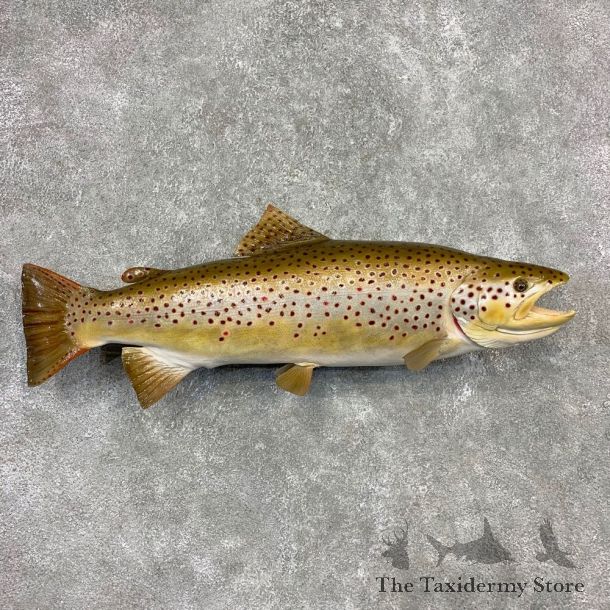Brown Trout Fish Mount For Sale #21609 @ The Taxidermy Store