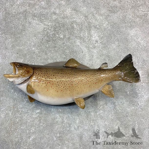 Brown Trout Fish Mount For Sale #21851 @ The Taxidermy Store
