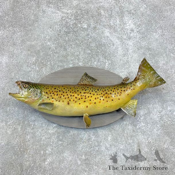 Brown Trout Fish Mount For Sale #22133 @ The Taxidermy Store