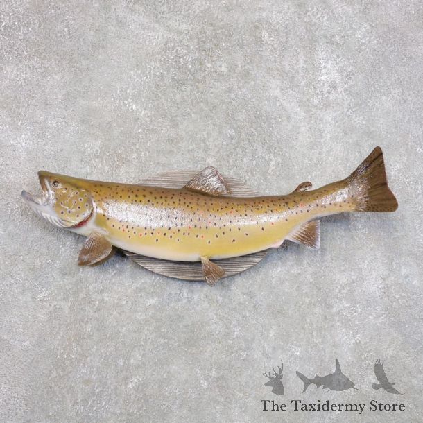 Brown Trout Fish Mount For Sale #22277 @ The Taxidermy Store