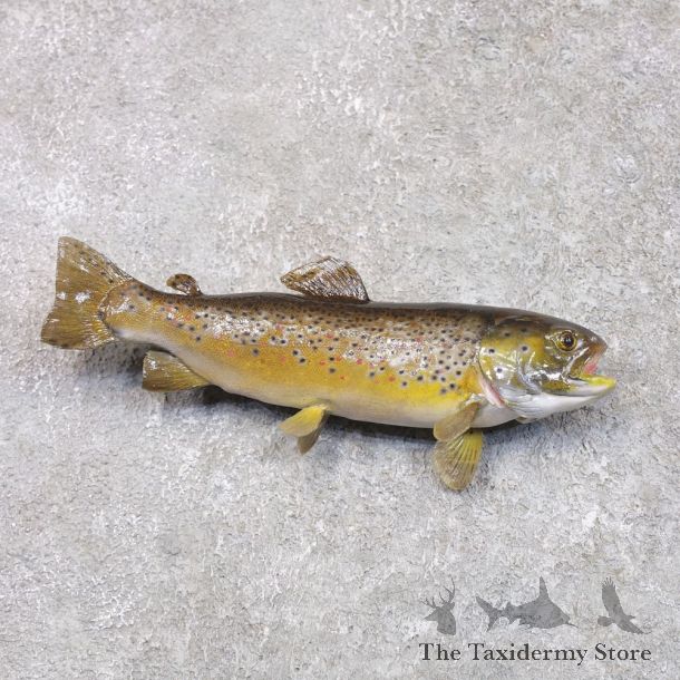 Brown Trout Fish Mount For Sale #22289 @ The Taxidermy Store