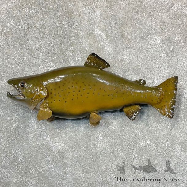 Brown Trout Fish Mount For Sale #24370 @ The Taxidermy Store