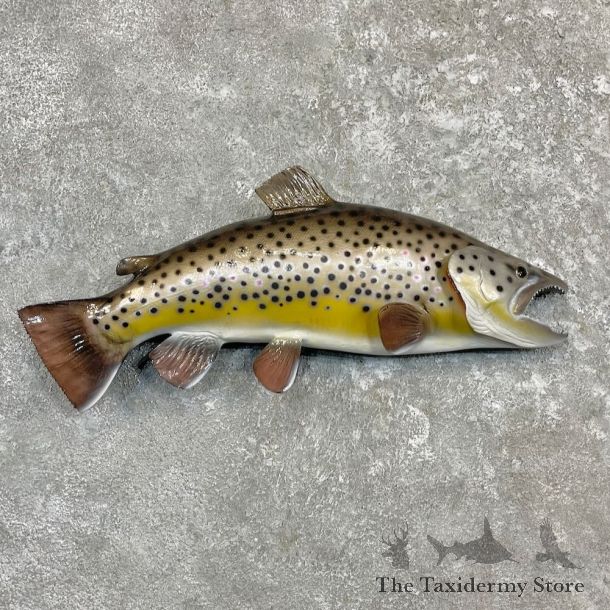 Brown Trout Fish Mount For Sale #27247 @ The Taxidermy Store