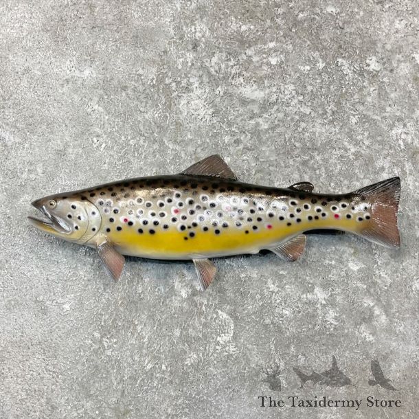 Brown Trout Fish Mount For Sale #27255 @ The Taxidermy Store