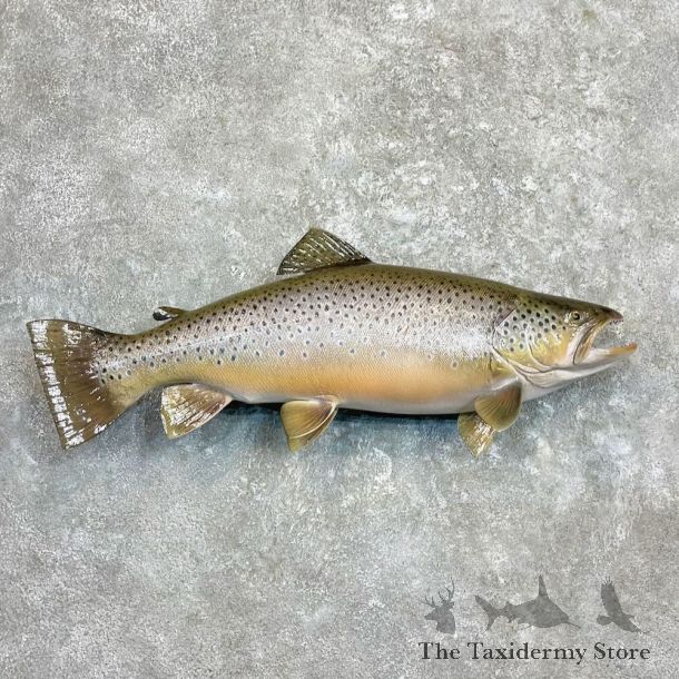 Brown Trout Fish Mount For Sale #27323 @ The Taxidermy Store