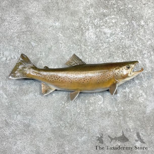 Brown Trout Fish Mount For Sale #27394 @ The Taxidermy Store