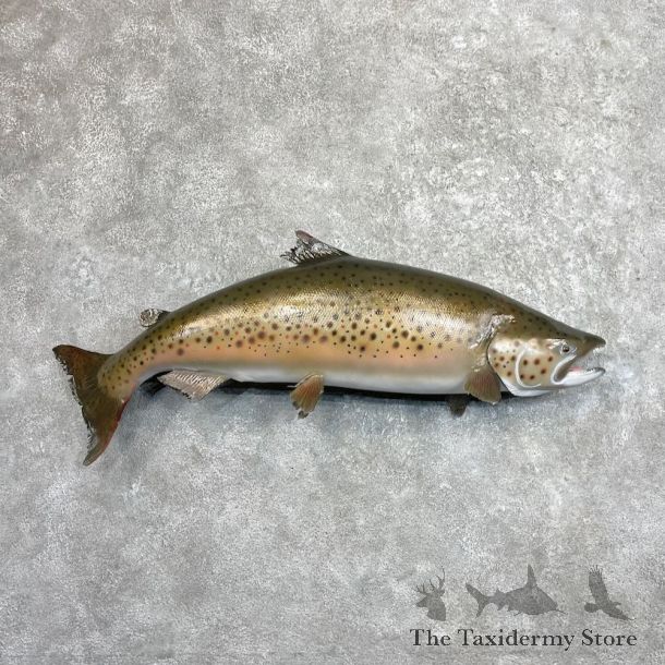 Brown Trout Fish Mount For Sale #27521 @ The Taxidermy Store