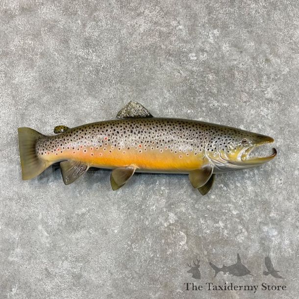 Brown Trout Fish Mount For Sale #27557 @ The Taxidermy Store