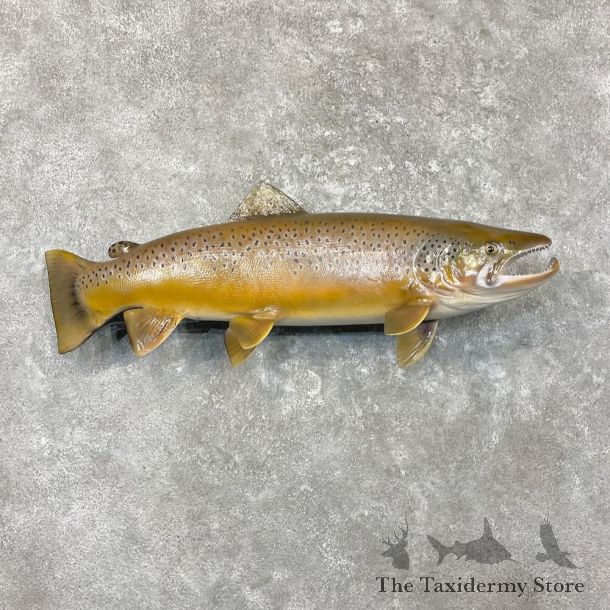 Brown Trout Fish Mount For Sale #27720 @ The Taxidermy Store