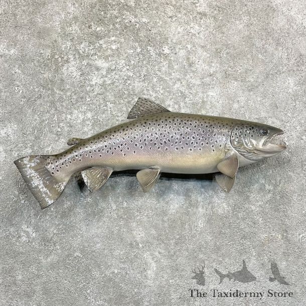 Brown Trout Fish Mount For Sale #27830 @ The Taxidermy Store
