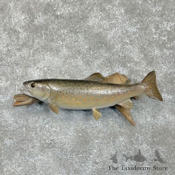 Brown Trout Fish Mount For Sale #28070 @ The Taxidermy Store