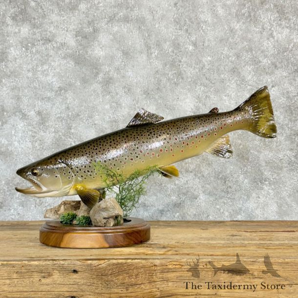Brown Trout Fish Mount For Sale #28977 @ The Taxidermy Store