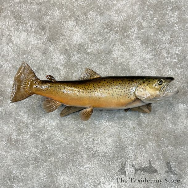 Brown Trout Fish Mount For Sale #27394 @ The Taxidermy Store