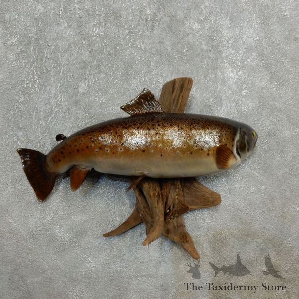 Brown Trout Fish Mount For Sale #17782 @ The Taxidermy Store