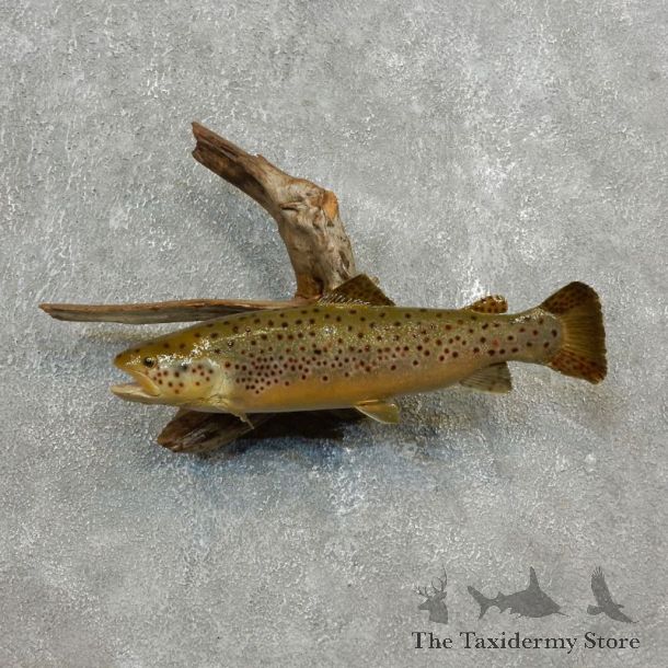 Brown Trout Fish Mount For Sale #17791 @ The Taxidermy Store