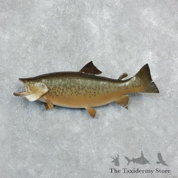 Brown Trout Fish Mount For Sale #18241 @ The Taxidermy Store