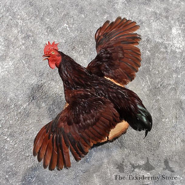 Buckeye Rooster Mount #11482 - For Sale - The Taxidermy Store