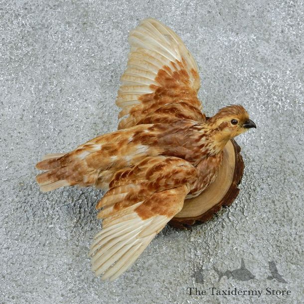 Buff Colored White Flying Bobwhite Quail Taxidermy Mount #12759 For Sale @ The Taxidermy Store