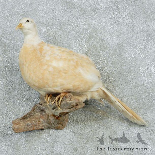 Buff Ringneck Hen Pheasant Bird Mount #11661 For Sale @ The Taxidermy Store