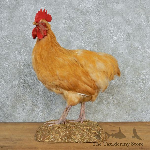  Buff Orpington Rooster Taxidermy Mount #12695 For Sale @ The Taxidermy Store