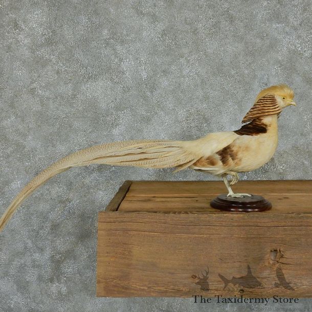 Buff Pheasant Life-Size Taxidermy Mount #13121 For Sale @ The Taxidermy Store