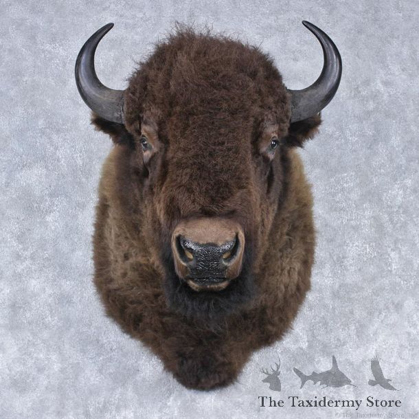 Buffalo (Bison) Shoulder Mount #12502 For Sale @ The Taxidermy Store