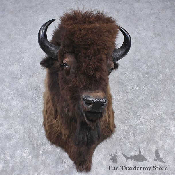 Buffalo (Bison) Shoulder Mount #12543 For Sale @ The Taxidermy Store