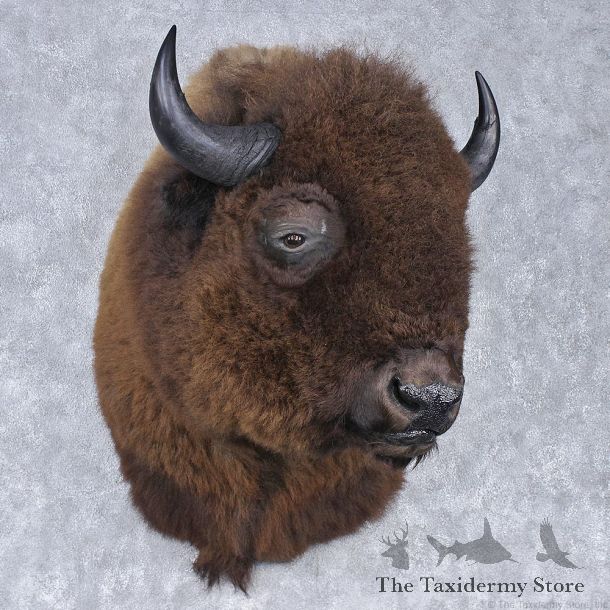 Buffalo (Bison) Shoulder Mount #12552 For Sale @ The Taxidermy Store