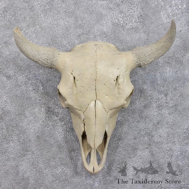 Buffalo (Bison) Skull European Mount #10941 For Sale @ The Taxidermy Store