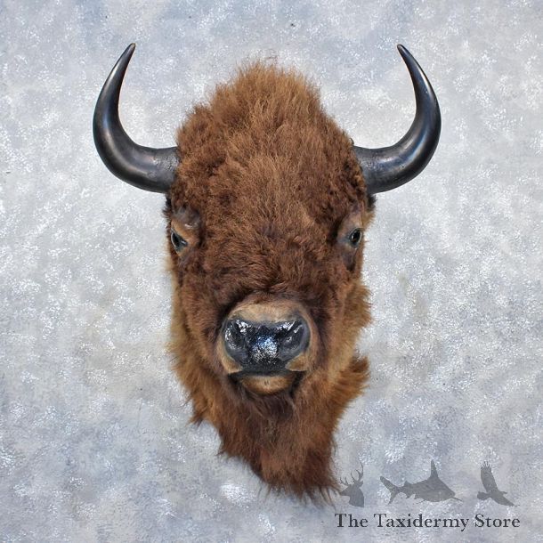 Buffalo (Bison) Shoulder Mount #11885 For Sale @ The Taxidermy Store