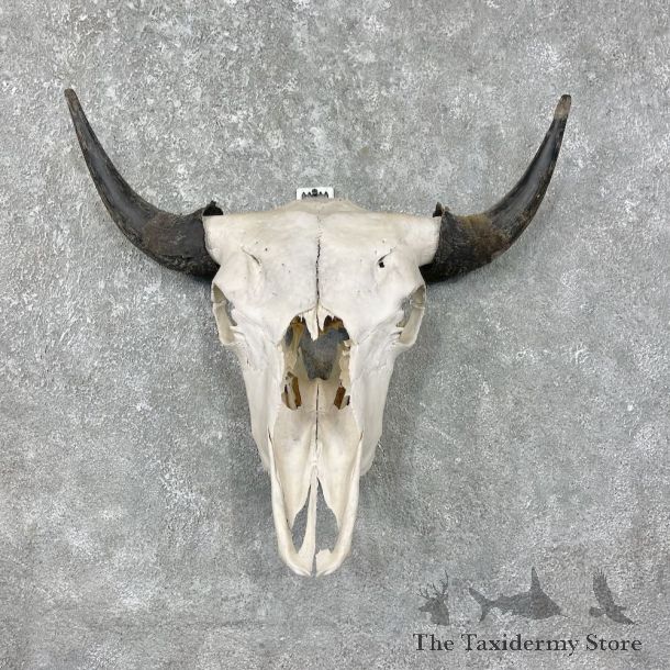 Buffalo Bison Skull Mount For Sale #17678 @ The Taxidermy Store